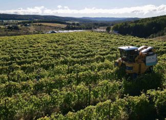 Harvester in the vineyard at Petoskey Farms