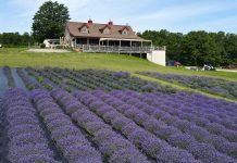 Lavender fields at Petoskey Farms
