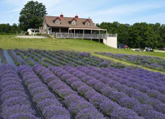 Lavender fields at Petoskey Farms