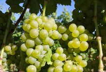 Michigan Vignerons Embrace Growing Nontraditional Grape Varieties Laurentide Winery grows 4-plus acres of Sauvignon Blanc.