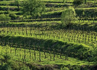 Why Some Michigan Vineyards Are Terracing Their Grapes Vineyard hill with terracing