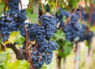 Cabernet Franc Grape Vine. Ripe Cabernet Grapes On The Vine.